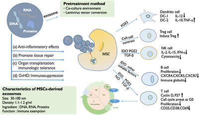 The Unique Immunomodulatory Properties of MSC-Derived Exosomes in Organ Transplantation